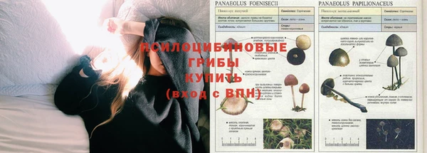 сатива Беломорск